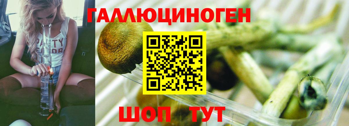 продажа наркотиков  Вход с VPN  Сланцы  Псилоцибиновые грибы мицелий 